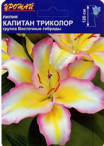 Лилия Капитан Триколор 12/14