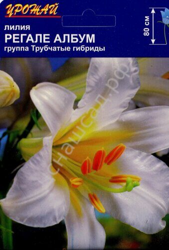 Лилия Регале Альбум 12/14